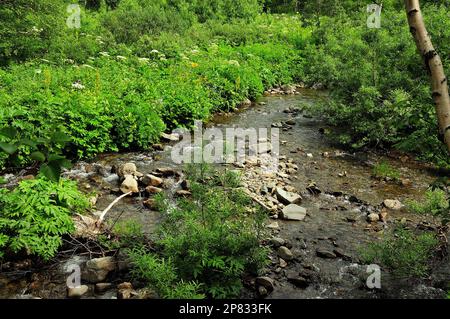 A small shallow stream with a rocky bottom flows through dense forest and thickets of tall grass on a summer day. Malaya Buiba River, Ergaki Natural P Stock Photo