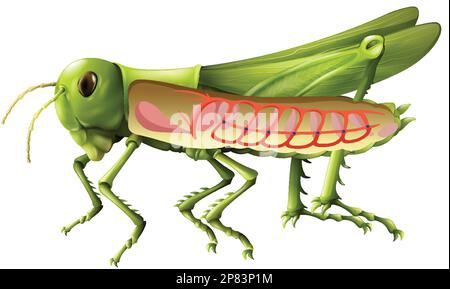 Grasshopper respiratory system diagram illustration Stock Vector