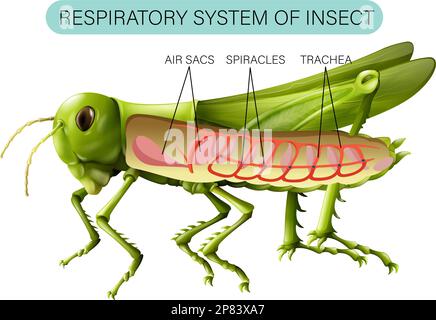 Respiratory System of Insect Diagram illustration Stock Vector