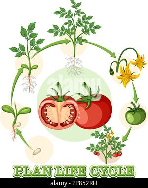 plant life cycle clipart