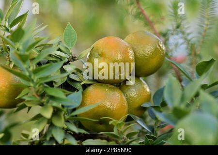 grapefruit Stock Photo