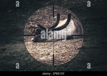 Dead reindeer lying on the ground Stock Photo - Alamy