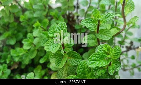Fresh mint or pudina plants in the garden. Branch mint leaves Stock Photo