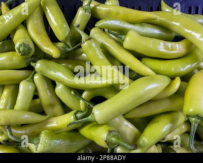 Milagai (Banana Peppers) for sale in a fresh food market. The mild hot pepper is used generally for making a spicy snack known as Milagai Bajji, Stock Photo