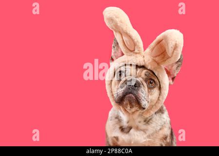 Funny French Bulldog dog wearing Easter bunny ear headband on pink background with copy space Stock Photo
