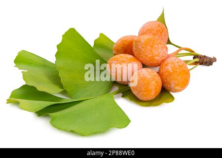 Ginkgo biloba ripe yellow fruits and green leaves is isolated on white background. Stock Photo