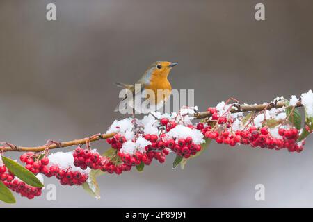 European robin Erithacus rubecula, adult perched on snow covered cotoneaster branch, Suffolk, England, March Stock Photo