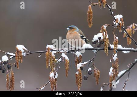 Common chaffinch Fringilla coelebs, adult male perched on snow covered Alder Alnus glutinosa, with catkins and cones, Suffolk, England, March Stock Photo
