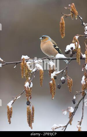 Common chaffinch Fringilla coelebs, adult male perched on snow covered Alder Alnus glutinosa, with catkins and cones, Suffolk, England, March Stock Photo