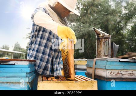 Beekeeper taking frame from hive at apiary. Harvesting honey Stock Photo