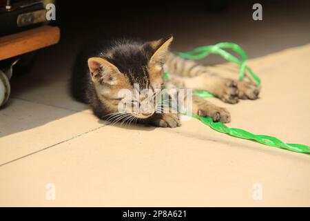 tabby small cat sleep under the sunshine feel tired after it play with the rope Stock Photo
