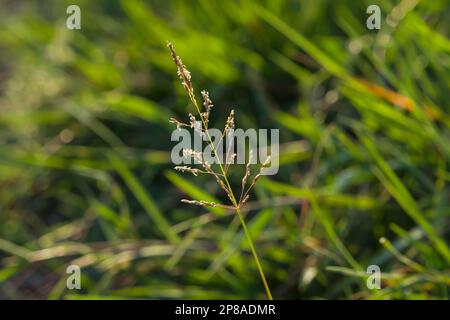 Single grass closeup, isolated on Blur green background. Selective focus. Spring background. Stock Photo