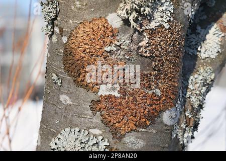 Melanohalea olivacea, known as Spotted Camouflage Lichen, growing on European rowan in Finland Stock Photo