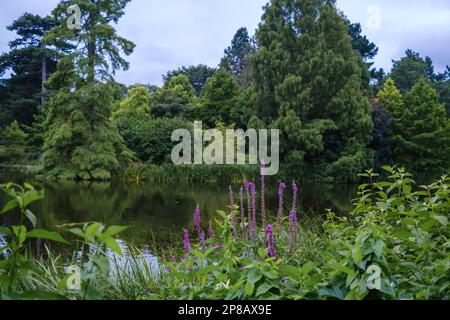 Lake surrounded by foliage, trees & purple loosestrife flowers, a hardy herbaceous perennial native to the British Isles. Stock Photo