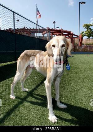 Pure saluki store