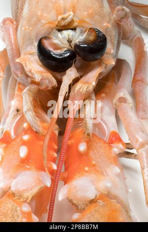 Raw Langoustine/ Norway Lobster / Dublin Bay Prawn / Scampi (Nephrops norvegicus) Stock Photo