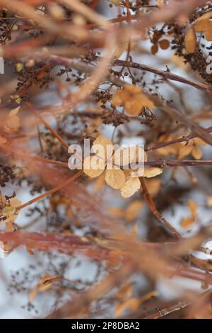 A brown, wilted hydrangea, hortensia, bush in march in Sweden Stock Photo
