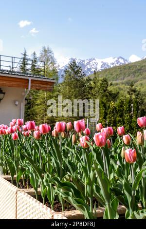 flowerbed of pink tulips in the park in spring in sunlight landscaping and gardening flowers Stock Photo