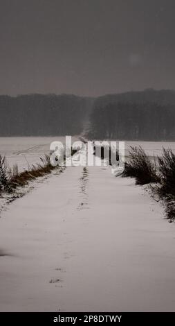 Road to a forest covered in snow Stock Photo