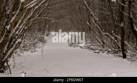 Path covered in snow in the forest Stock Photo