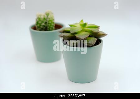 Succulent and cactus in blue pots on white background Stock Photo
