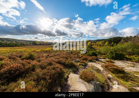 Wide angle view over a bog and forest at fall. Stock Photo