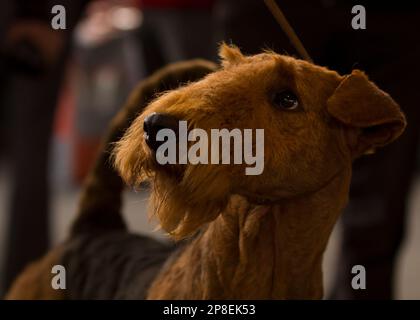 Close-up portrait of a brown Airedale Terrier Stock Photo