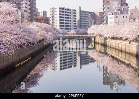 Cherry blossom trees along a river in springtime, Tokyo, Honshu, Japan Stock Photo