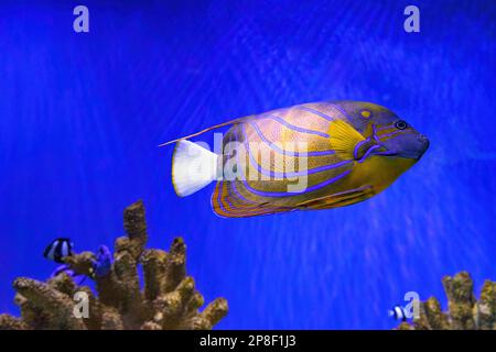 Beautiful fish Bluering angelfish, Pomacanthus Annularis in blue aquarium water. Tropical fish on the background of aquatic coral reef in oceanarium p Stock Photo