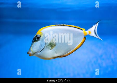Naso Lituratus Acanthuridae tropical fish, Orangespine unicornfish in aquarium blue water. Ocean, marine, aqueatic, underwater life. Stock Photo