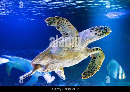 Green sea turtle Chelonia mydas in aquarium, oceanarium blue water. Ocean, marine, aqueatic, underwater life. Stock Photo