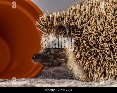 African Pygmy Hedgehog close up portrait Stock Photo