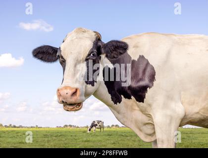 Dairy cow portrait, mouth open eating, the head of a black and white one showing teeth tongue and gums while chewing Stock Photo