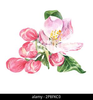 The apple tree blossoms. Green leaf watercolor illustration. Isolate Beautiful apples are blooming , great design for any purposes. Stock Photo