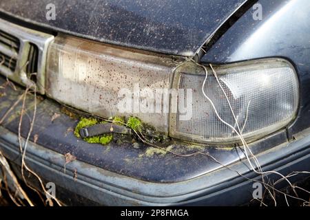 moss and weed vegetation growth on headlight of old abandoned barn find car Belfast Northern Ireland UK Stock Photo