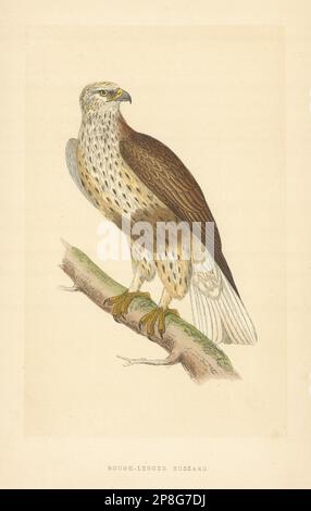 Rough-legged Buzzard. Morris's British Birds. Antique colour print 1868 Stock Photo