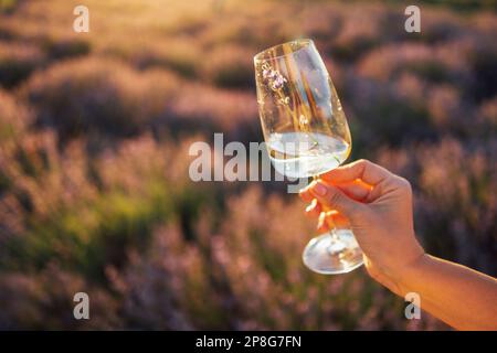 Close up of a female white hand holding a glass of champagne against the background of bushes with lavender. Beautiful natural sunset. Relaxation and Stock Photo