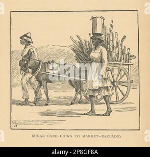 Sugar cane going to market - Barbados 1889 old antique vintage print picture Stock Photo