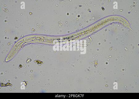 soil fungi, microorganisms and nematodes in a soil and compost sample in germany Stock Photo
