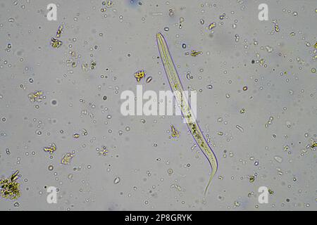 soil fungi, microorganisms and nematodes in a soil and compost sample in germany Stock Photo