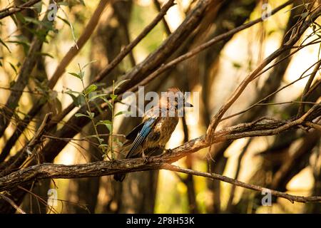 Jay bird sitting on a branch among the trees Stock Photo