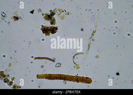 microorganisms and soil biology, with nematodes and fungi under the ...