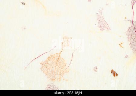 Close up of White hand made paper with flower petals and grass. Stock Photo