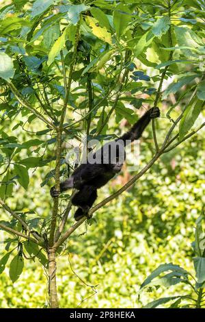 Baby mountain gorilla, gorilla berengei berengei, swings the the rainforest trees in Bwindi Impenetrable forest, Uganda. Stock Photo