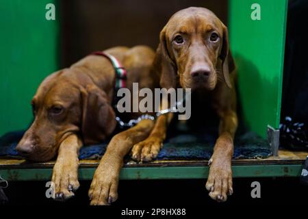 Hungarian Vizslas during the first day of the Crufts Dog Show at the Birmingham National Exhibition Centre (NEC). Picture date: Thursday March 9, 2023. Stock Photo
