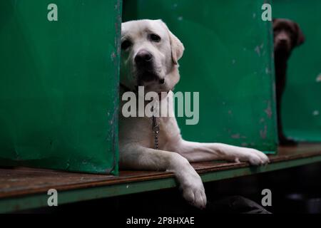 Labrador Retrievers during the first day of the Crufts Dog Show at the Birmingham National Exhibition Centre (NEC). Picture date: Thursday March 9, 2023. Stock Photo