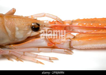 Raw Langoustine/ Norway Lobster / Dublin Bay Prawn / Scampi (Nephrops norvegicus) Stock Photo