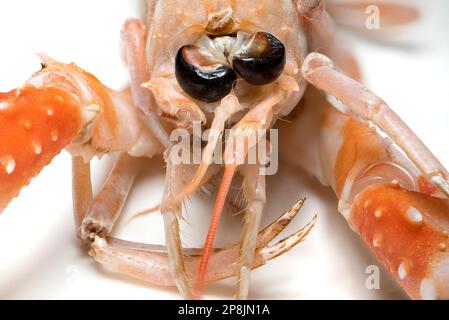 Raw Langoustine/ Norway Lobster / Dublin Bay Prawn / Scampi (Nephrops norvegicus) Stock Photo