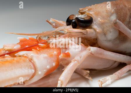 Raw Langoustine/ Norway Lobster / Dublin Bay Prawn / Scampi (Nephrops norvegicus) Stock Photo