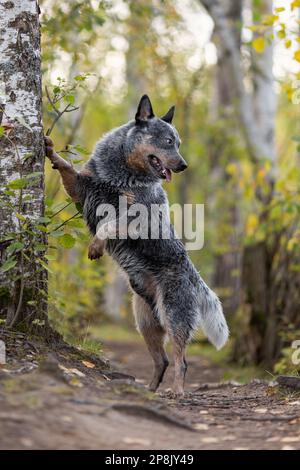 Australian cattle dog is trainig tricks. Blue heeler at nature. Stock Photo